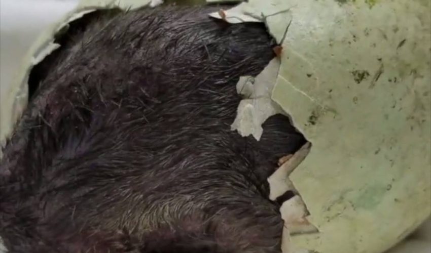 在俄勒岡動物園的企鵝孵化場