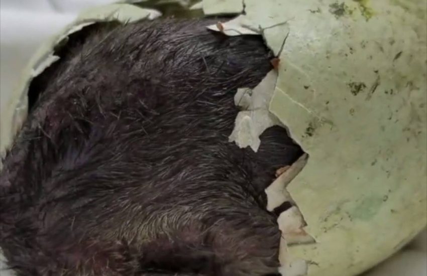 Penguin Hatches at Oregon Zoo