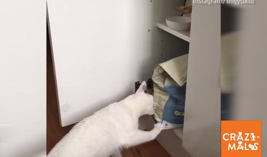貓餵自己