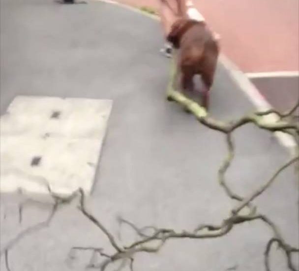 Dog Fetches Huge Branch