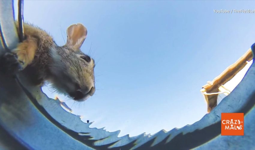 農場動物喝水