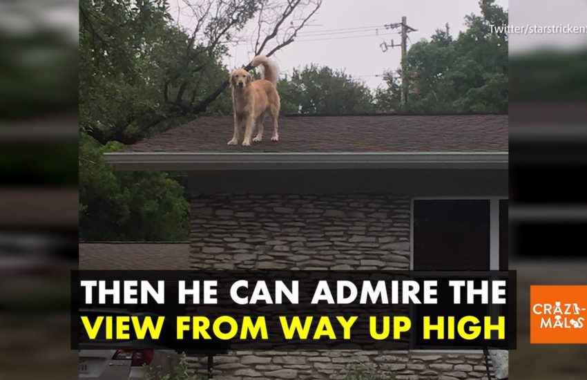 Roof Dog Goes Viral
