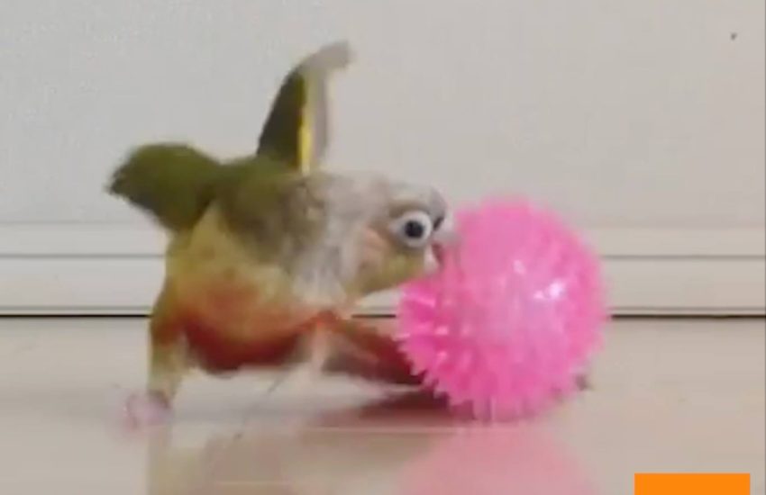 Parrot vs. Light-up Ball