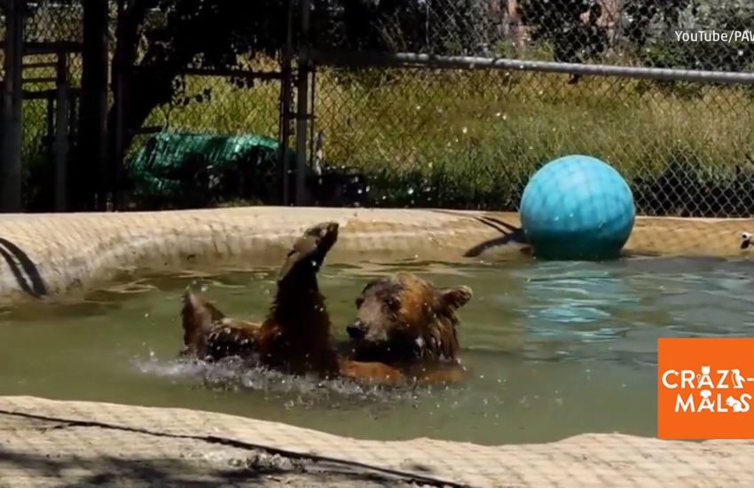 Rescued Bear Enjoys the Pool