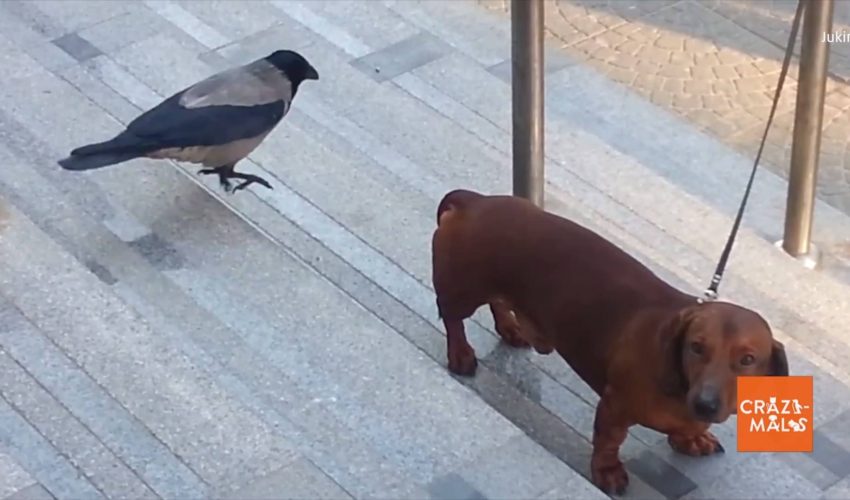 當小鳥走向臘腸犬的屁屁方向…貓貓狗狗大集合