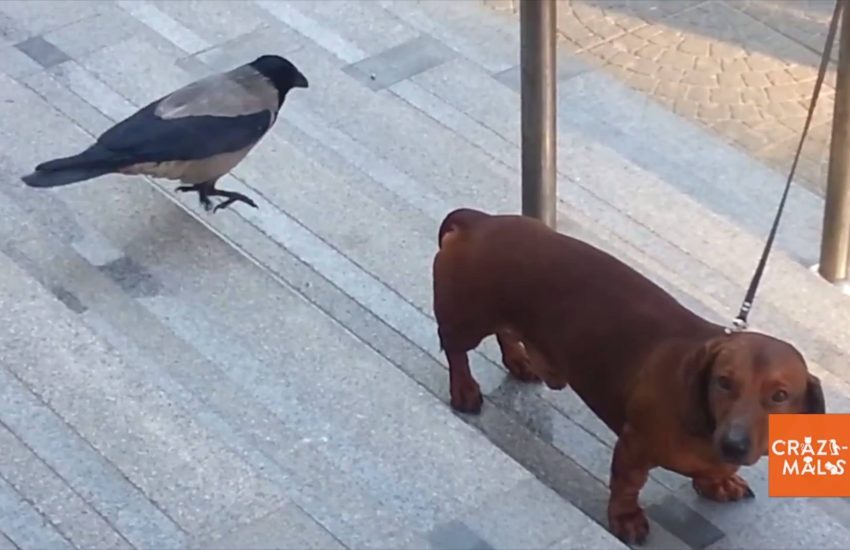 Bird Taunts Dachshund
