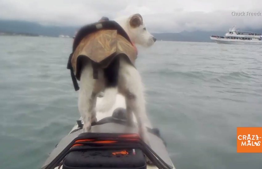 Man and Dog Get Experience of a Lifetime