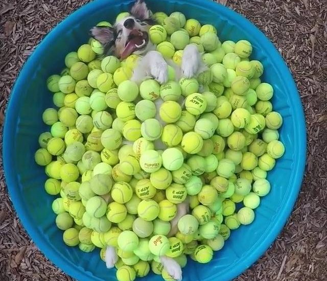 Doggy Heaven Credit: @barkhaus Watch more: www.thebearshit.com