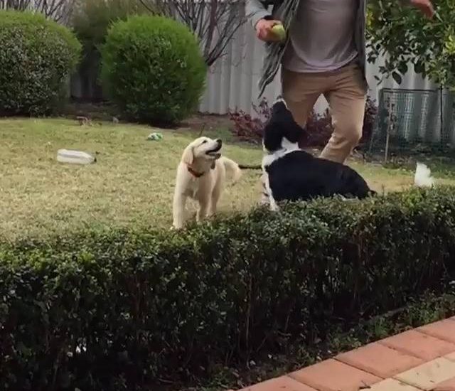 Almost! Credit: @charlie_biscuit_ Watch more: www.thebearshit.com