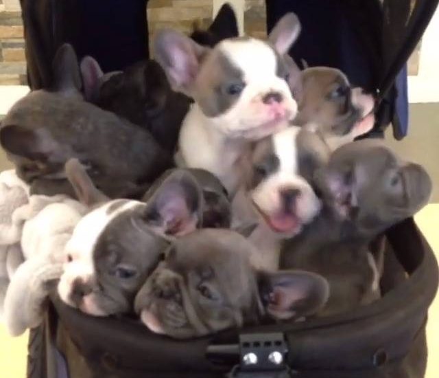 Frenchie overload Credit: @hulkbullies Watch more: www.thebearshit.com