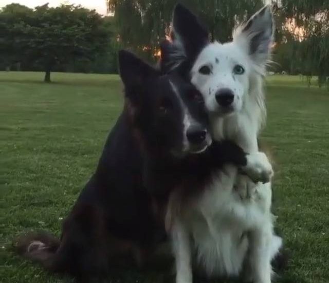 Hugsss Follow: @kelly_bove Get your dog squad tees: thebearway.spreadshirt.com