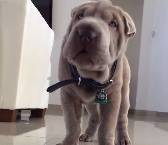 First time trying apples Credit: @camilopei Get your dog squad tees at: thebearway.spreadshirt.com