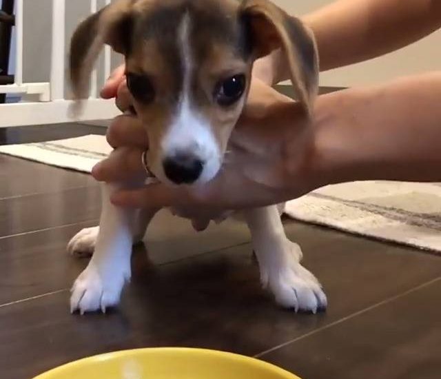 Give me give me Credit: @marrymarrysh Get your dog squad tees at: thebearway.spreadshirt.com