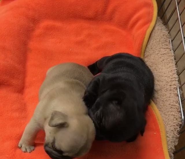 Inseparable Credit: @petittail Watch more: www.thebearshit.com