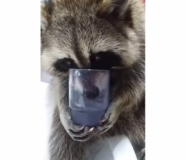 Yummy water Credit: @buri0416_raccoon See more: www.thebearshit.com