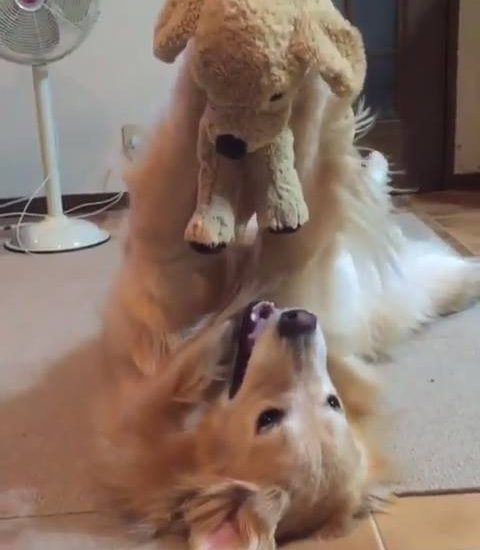 Fave toy Credit: @aarun_evolution Watch more: www.thebearshit.com