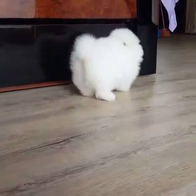 我不是動物 我是一顆絨毛球