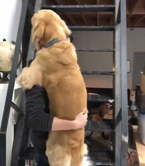 Take me up hooman Credit: @doggygraham Watch more: www.thebearshit.com