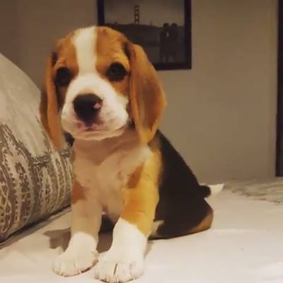 小獵犬在我床上撒嬌….真可愛