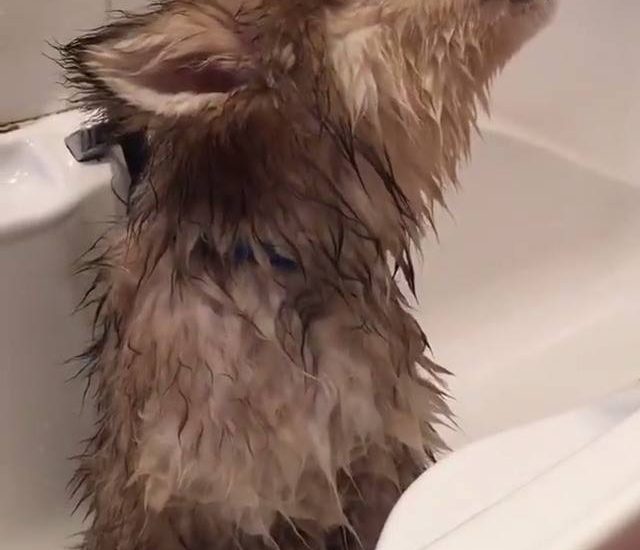 Bath time! Credit: @rbynmrphyy Watch more: www.thebearshit.com