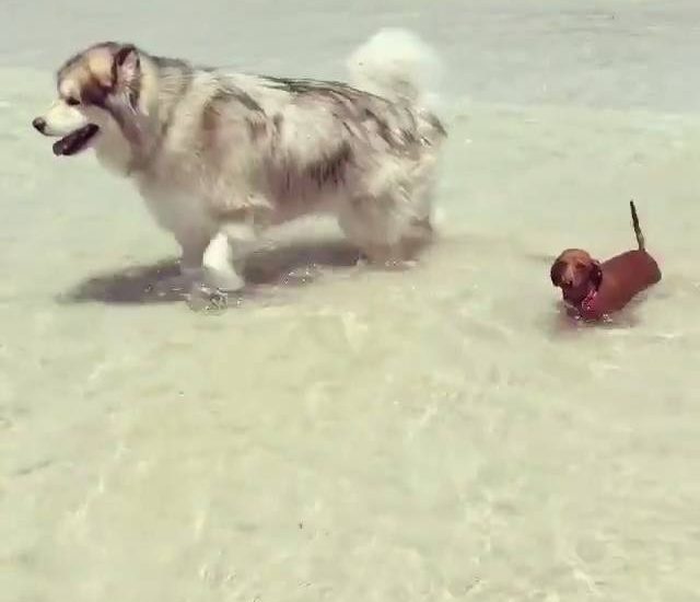 2 buddies going for a dip Credit: Instagram @malamutemoosh Watch more: www.thebearshit.com