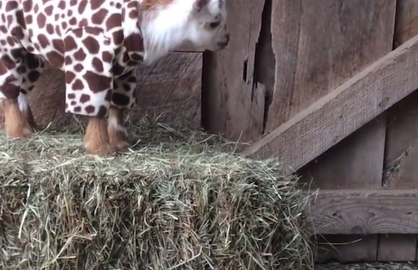 A goat pajama party Watch more: www.thebearshit.com