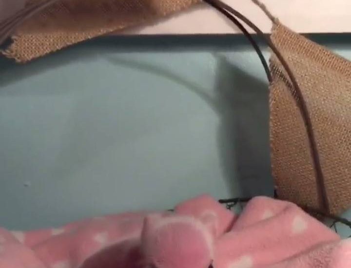 So tiny! Credit: @Oink, Oink, Mini Pigs