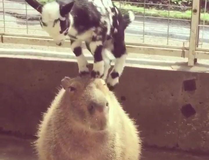 So chilled! Watch more: www.thebearshit.com