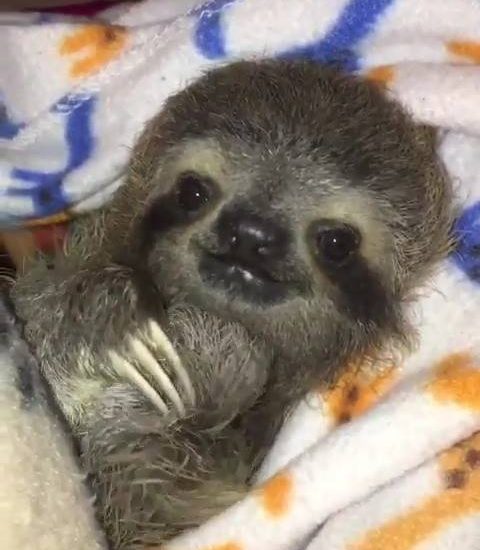 Orphaned baby sloth (via @primatography)
