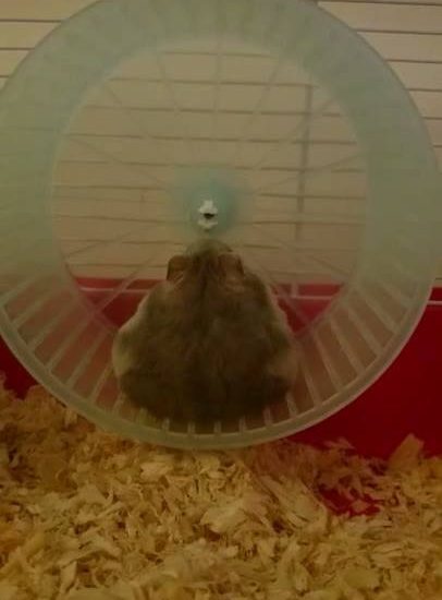 Getting out of bed on a Sunday... Via: Viralvideouk