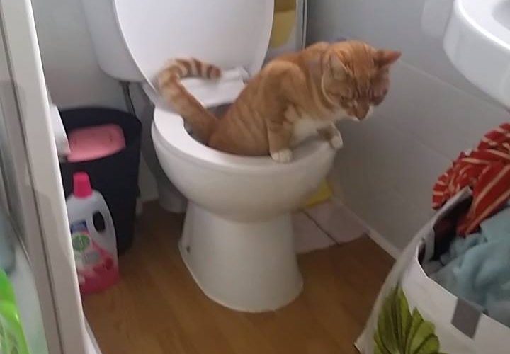 會和人一樣使用廁所的貓貓