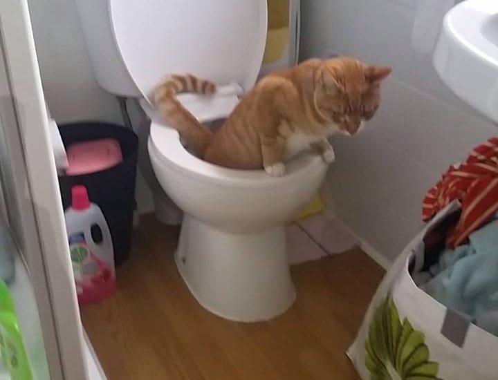 Cat Uses The Toilet Like A Human
