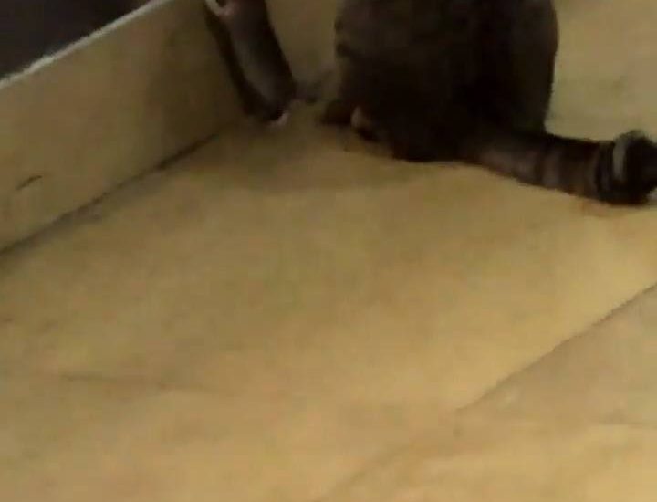 Cat And Mouse Conspiring