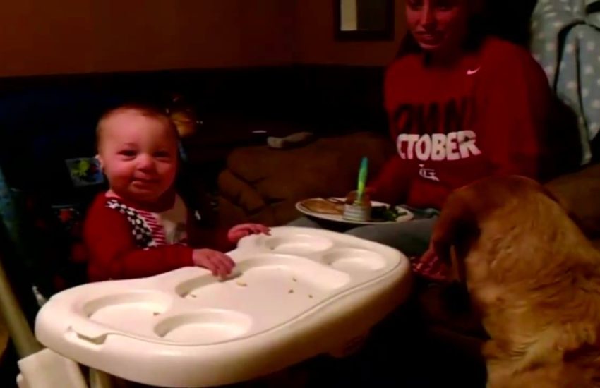 This Baby Really Loves Dogs