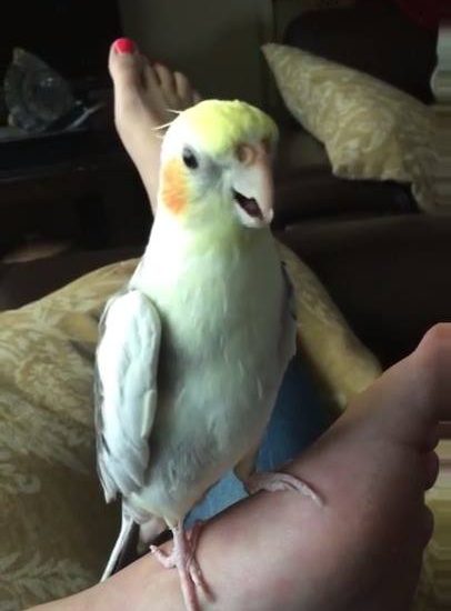 Cockatiel Sounds Like iPhone