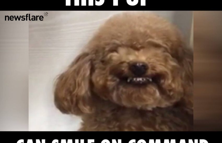 Puppy Can Smile On Command