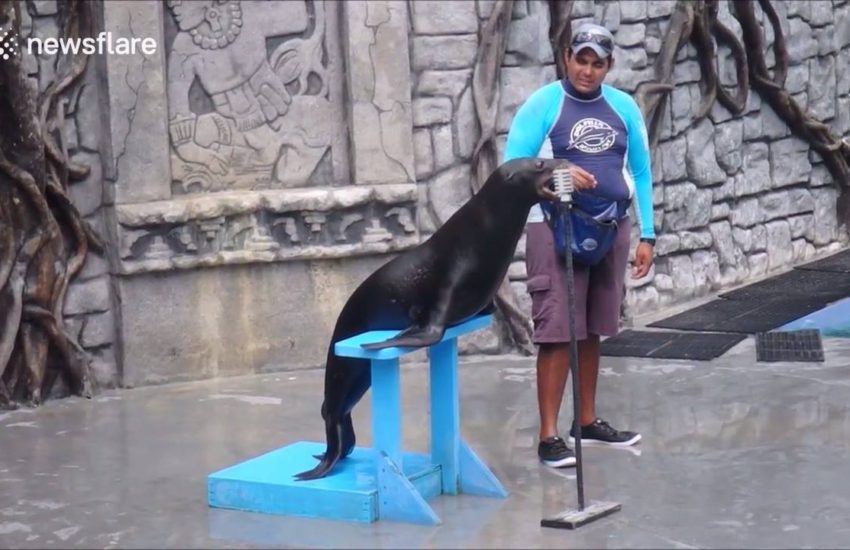 Sea Lion Sings Gnarls Barkley