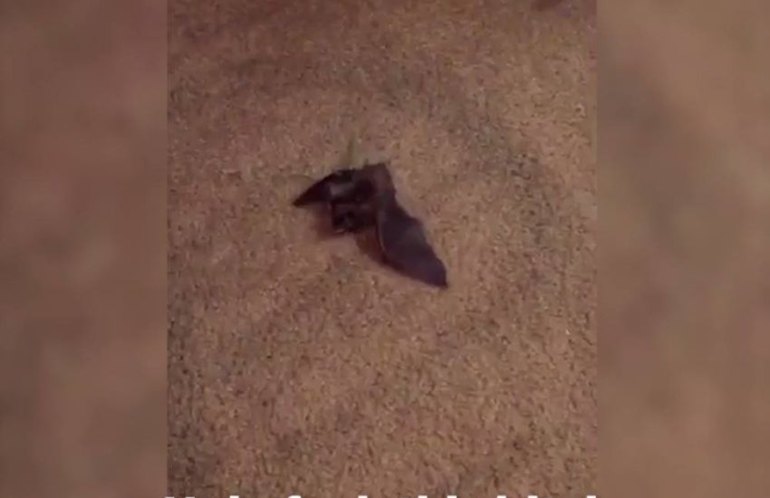 Cat Brings Bat Home