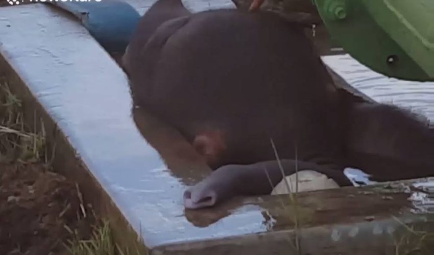 拯救快要淹死的小象