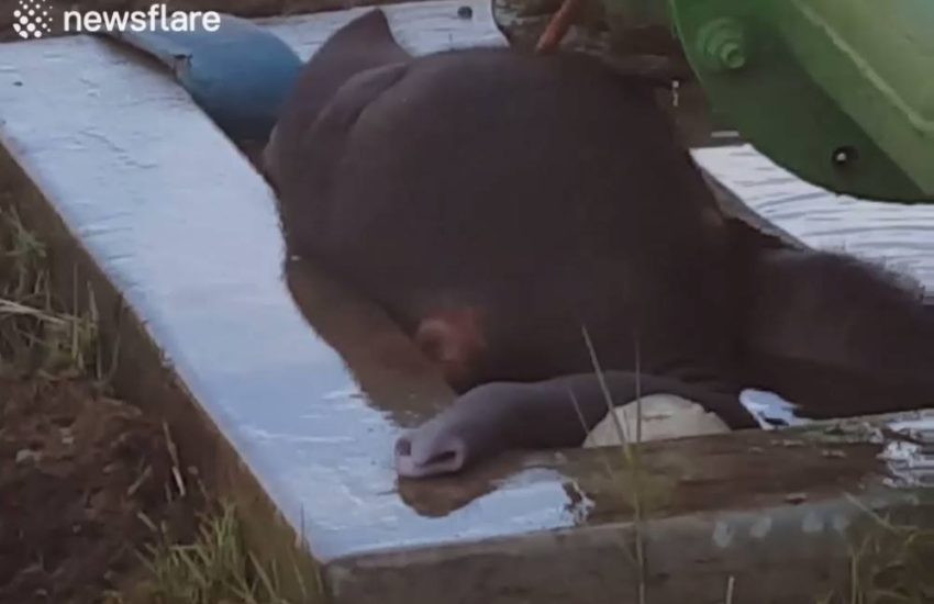 Lads Save Tiny Elephant From Drowning