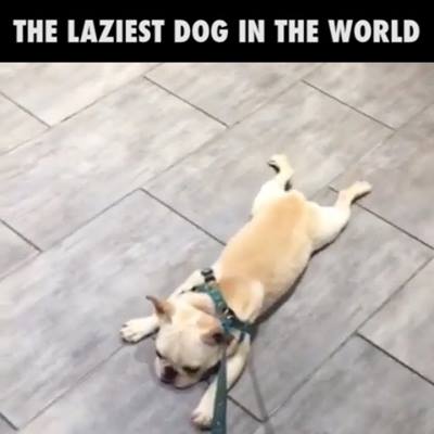 這隻鬥牛犬還滿喜歡滑行的….
