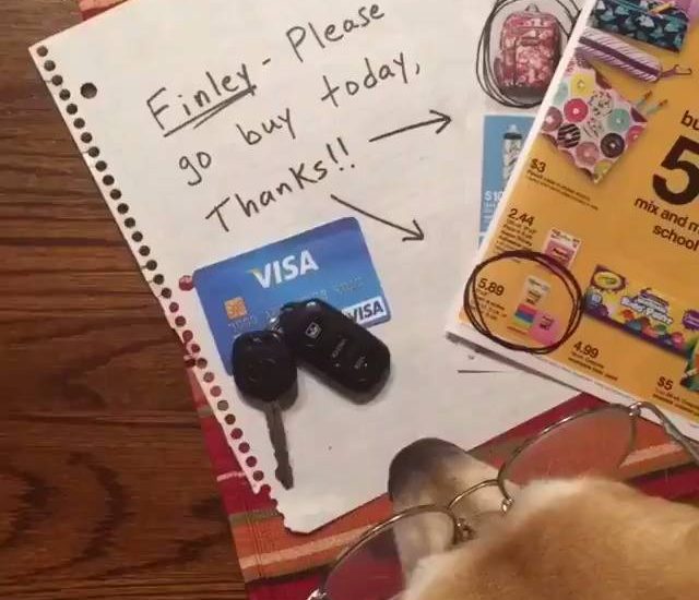 Dog Goes On Spending Spree