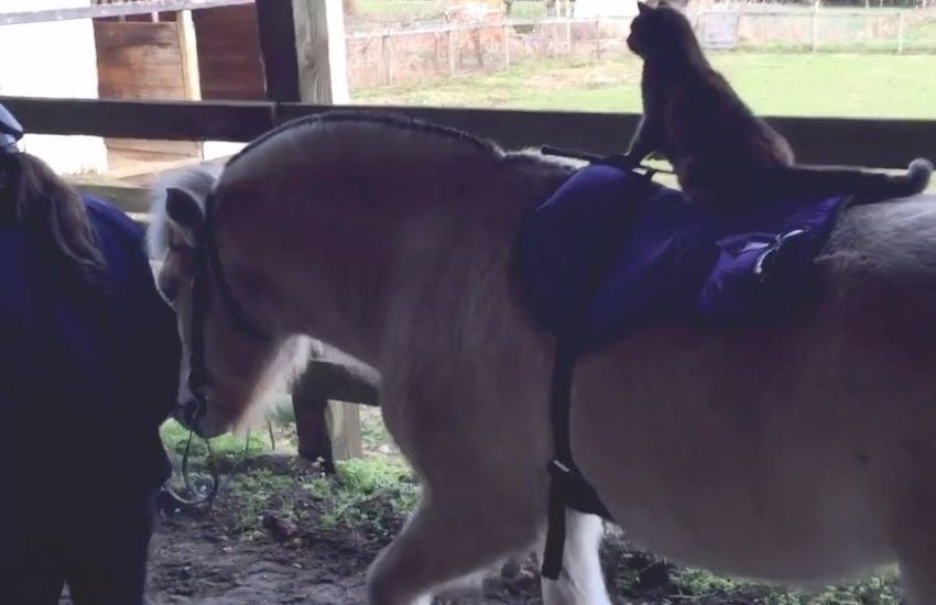 Cowboy Cat Riding Horse