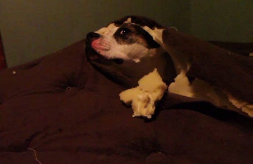 Dog Trashes Mattress And Gets Inside it