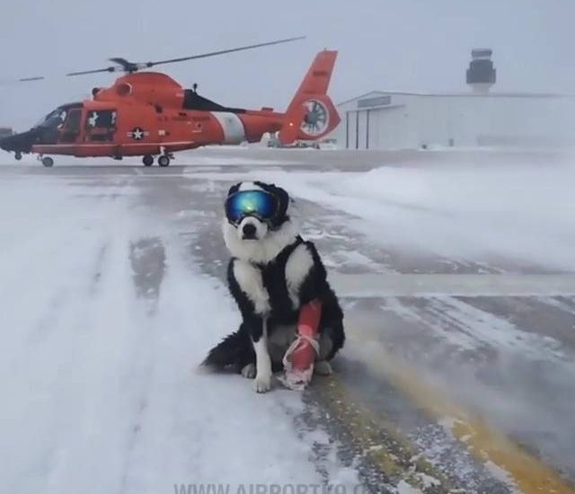 The Coolest Dog In The World