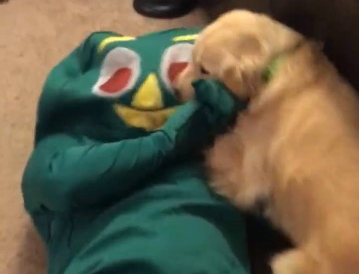 Dog Meets Her Favourite Toy In Life Size