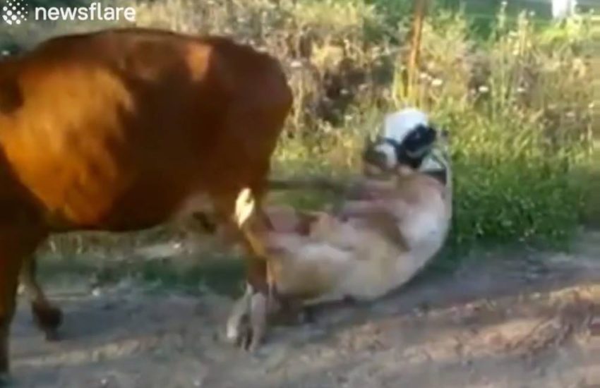 Bull Having A Bit Of Trouble With Mating