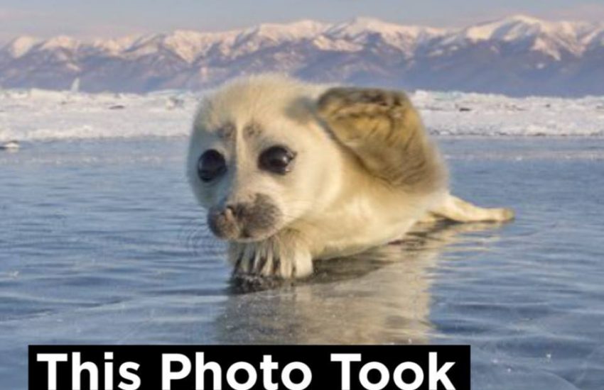 It took THREE years to get this awesome photo