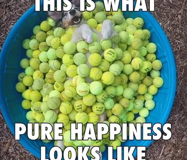 What Pure Happiness Looks Like