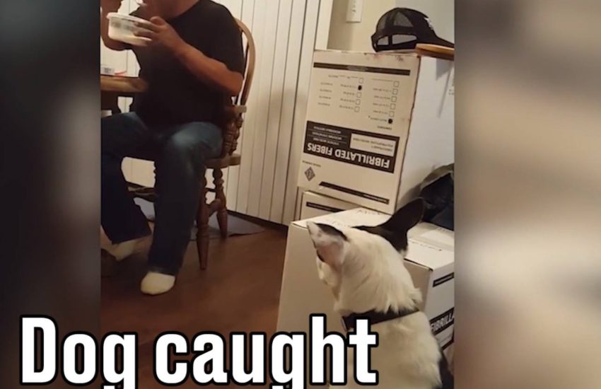 Dog embarrassed when staring at food
